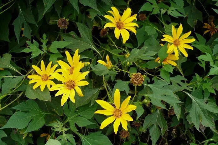 Daun Insulin (Tithonia diversifolia)