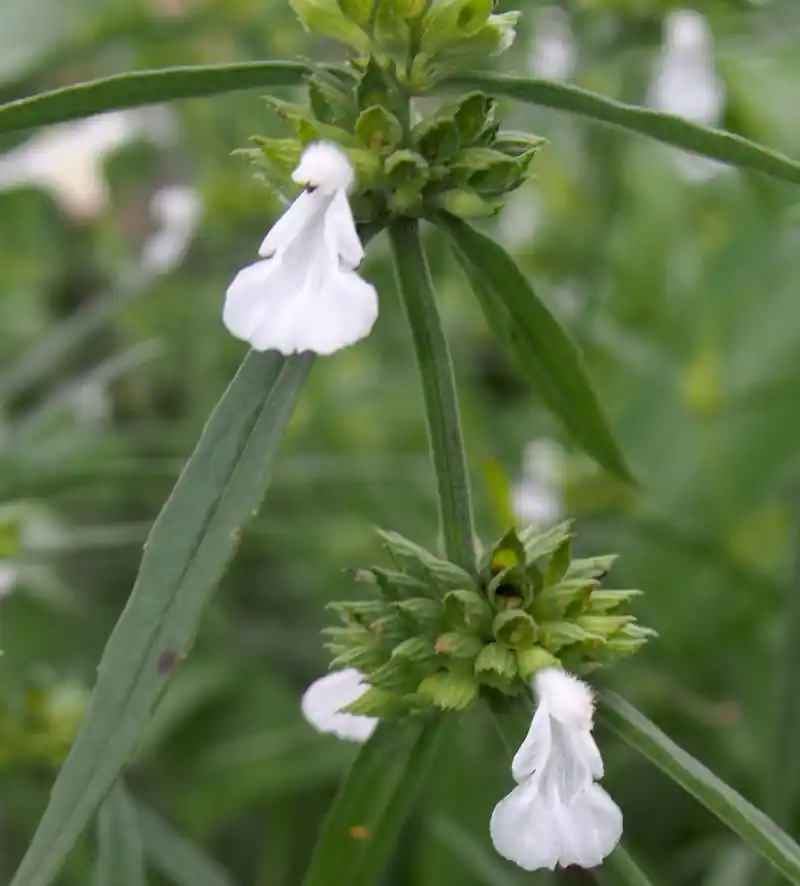 Lenglengan (Leucas lavandulifolia)