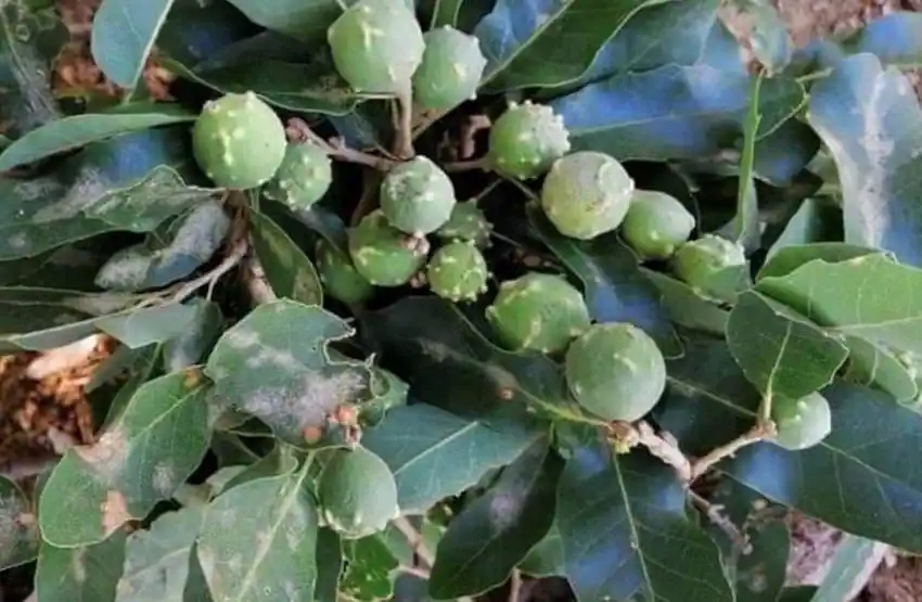 Manjakani (Quercus infectoria)