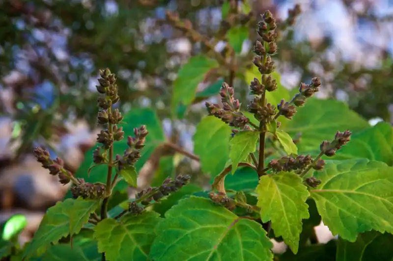 Nilam (Pogostemon cablin)