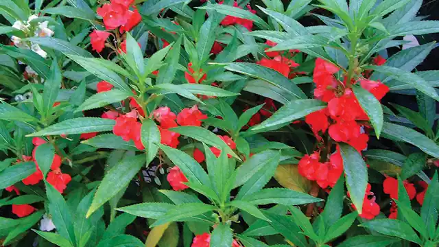 Pacar Air (Impatiens balsamina)