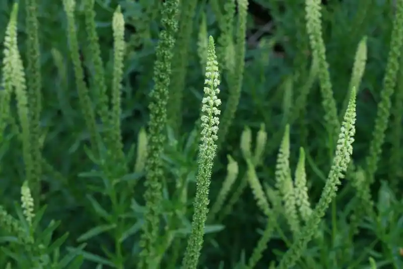 Reseda Luteola