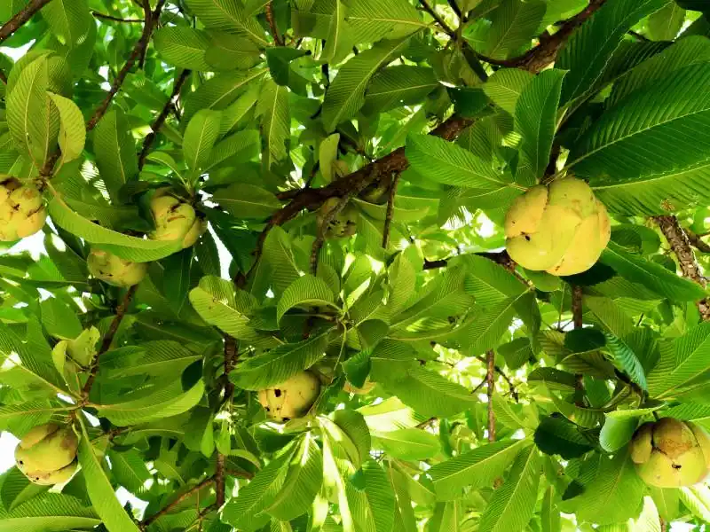 Sempur (Dillenia indica)