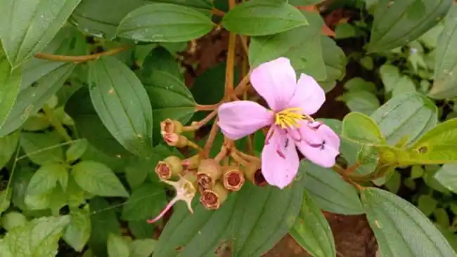 Senggani (Melastoma malabathricum)