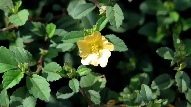 Sidaguri (Sida rhombifolia)