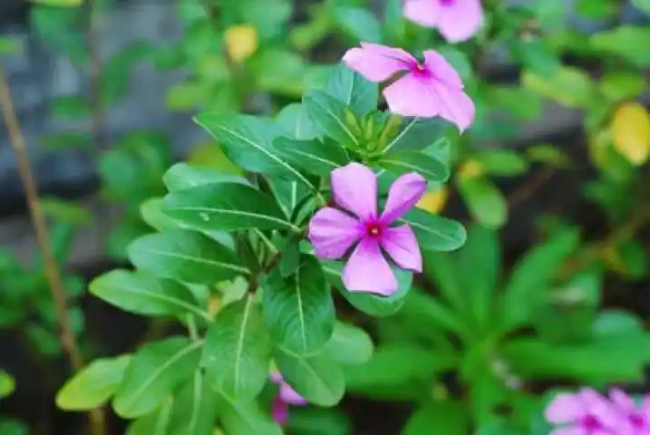 Tapak Dara (Catharanthus roseus)