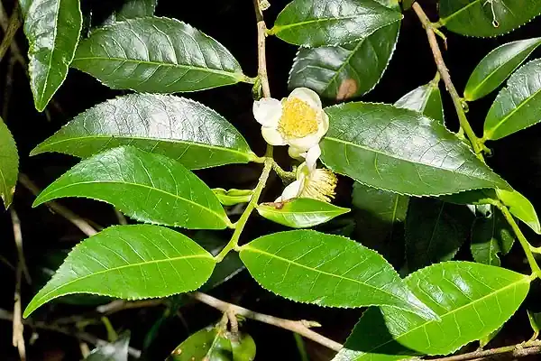 Teh Hijau