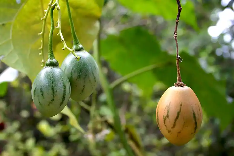 Terong Belanda (Solanum betaceum)
