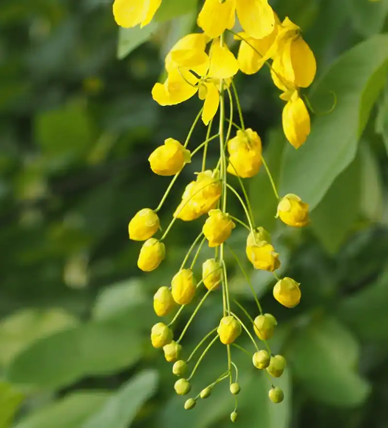Trengguli (Cassia fistula)