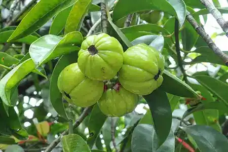Asam Gelugur (Garcinia atroviridis)