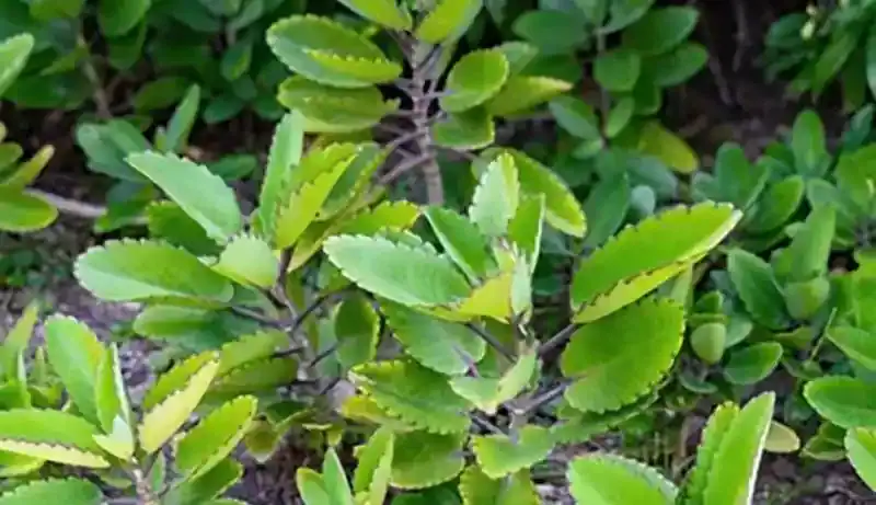 Sosor Bebek (Kalanchoe pinnata)