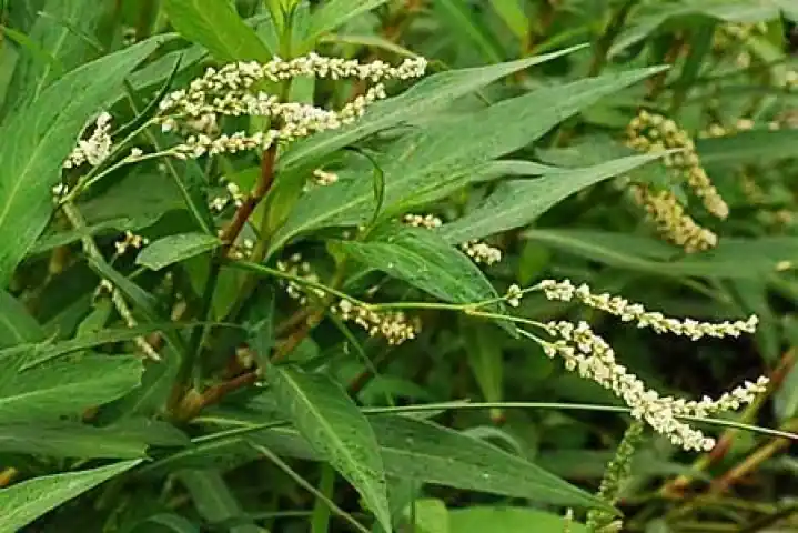 Gagatan (Polygonum barbatum)