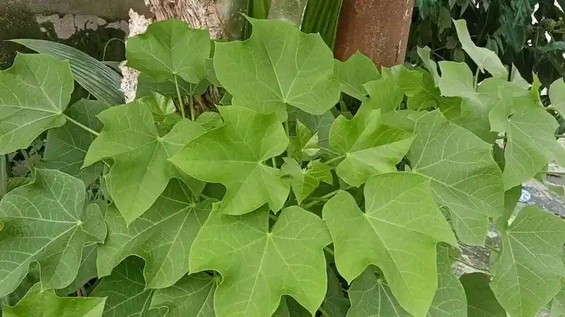 Jarak Pagar (Jatropha curcas)