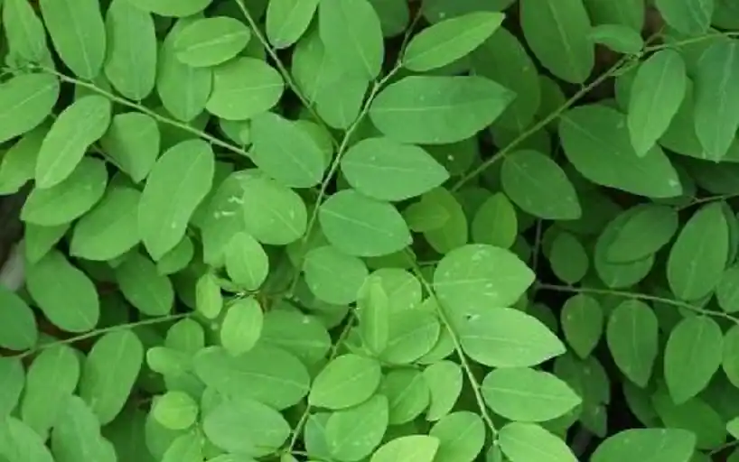 Katuk (Sauropus Androgynus)