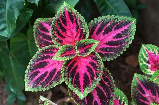 Miana (Coleus atropurpureus)