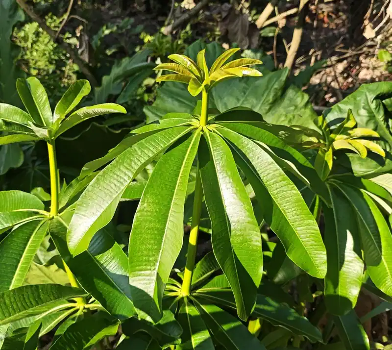 Pule (Alstonia scholaris)