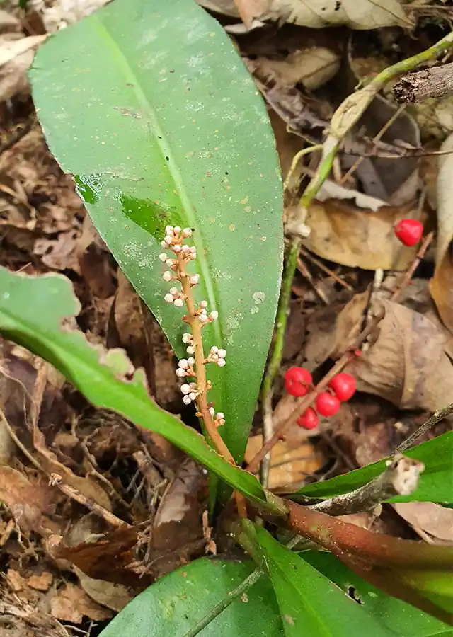 Rumput Fatimah