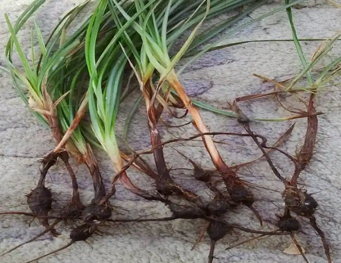 Akar Teki (Cyperus rotundus)