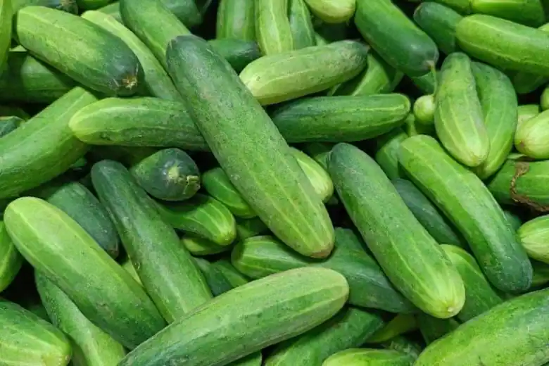 Timun (Cucumis Sativus)